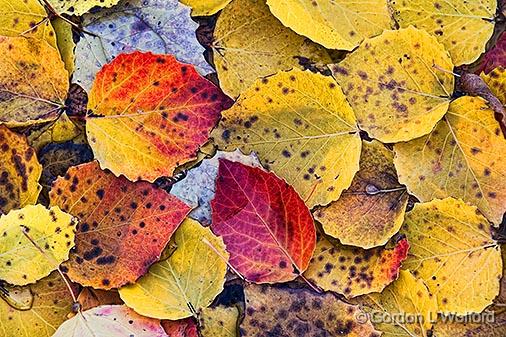 Spotted Autumn Leaves_30091.jpg - Photographed near Port Elmsley, Ontario, Canada.